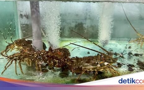 Kampung di Banyuwangi Ini Sukses Ekspor Lobster Mutiara ke China