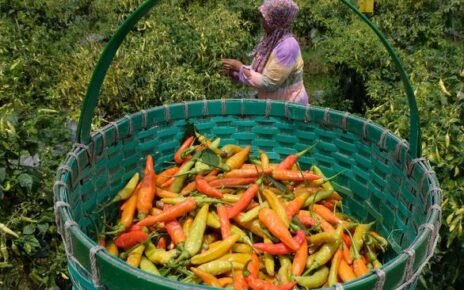 Petani Khawatir Harga Cabai 'Terbang' Gegara Terdampak Cuaca Ekstrem