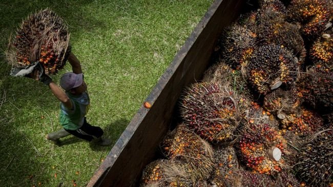 Asosiasi Petani Sawit Binaan Musim Mas Sukses Jual Kredit RSPO Rp20 M