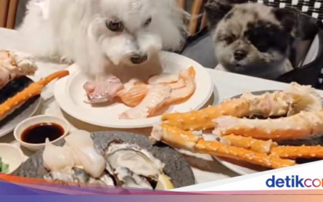 Unik! Restoran Ini Punya Menu Buffet Khusus Untuk Anjing