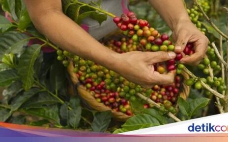 Waduh! Pengamat Prediksi Harga Kopi Bakal Makin Mahal di 2025