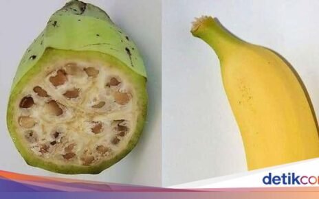 Unik! 10 Tampilan Pisang hingga Jagung Sebelum dan Sesudah Evolusi