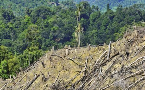 Walhi soal Menhut Ubah 20 Juta Ha Hutan untuk Pangan-Energi: Kiamat