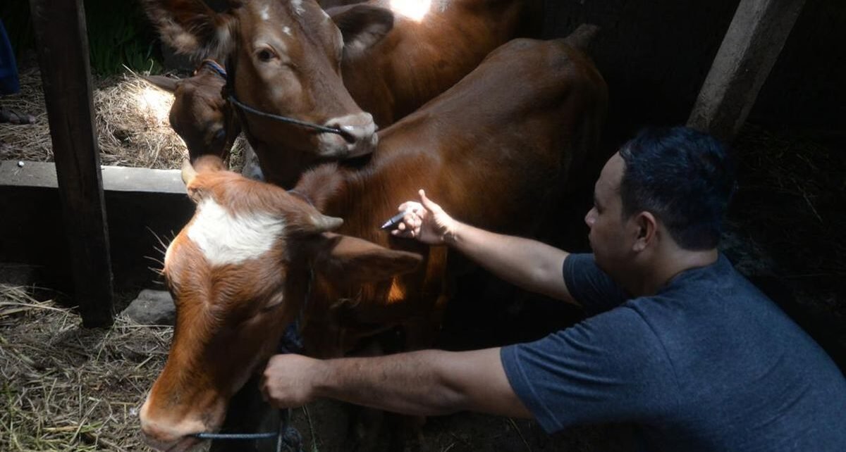 Kementan Jamin Stok Daging Saat Ramadhan Tak Terganggu Kasus PMK