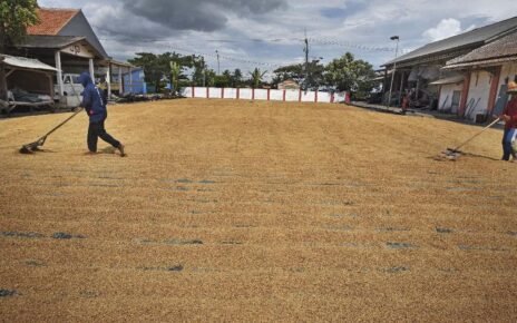 Harga Gabah Anjlok di Kaltara, Petani Teriak