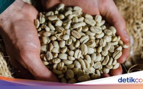 Mengenal Typica, Kopi Arabika Tertua di Dunia yang Kini Langka