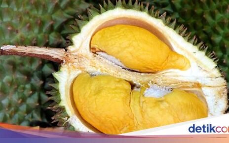 10 Varietas Durian Malaysia, D24 hingga Musang King