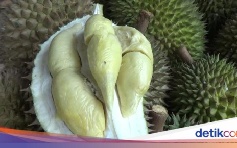 Manis Legit! Durian Mini yang Istimewa dari Lereng Gunung Semeru