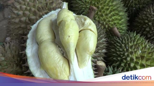 Manis Legit! Durian Mini yang Istimewa dari Lereng Gunung Semeru