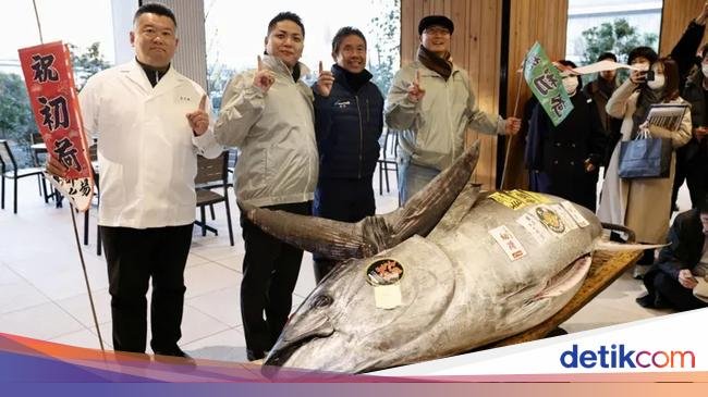 Gokil! Ikan Tuna Sebesar Sepeda Motor Terjual Rp 21 Miliar