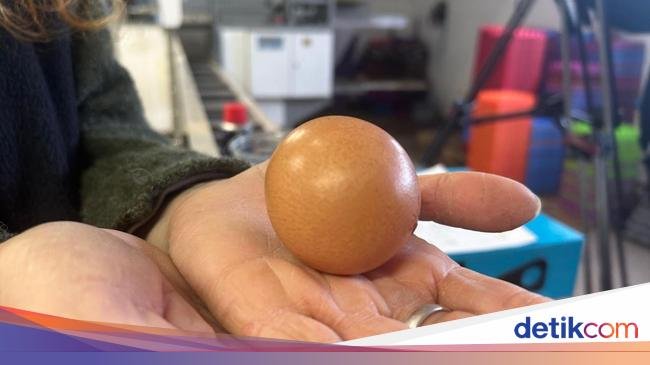 Peternak Ini Temukan Telur Ayam Bulat Sempurna yang Ditawar Rp 4 Juta