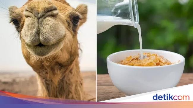 Susu Unta Bisa Jadi Pengganti Susu Sapi, Ini Khasiat dan Nutrisinya