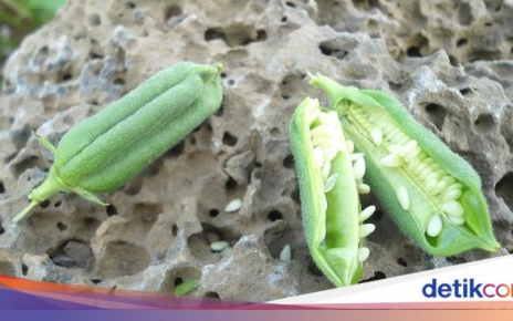 Wow! Begini Ternyata Bentuk Tanaman Biji Wijen hingga Saffron