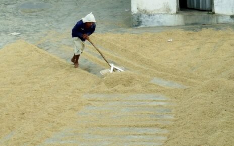 Produksi Gabah Ditargetkan Naik 52 Persen pada Januari-Maret 2025