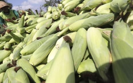 HPP Jagung Resmi Naik Jadi Rp5.500 per Kg