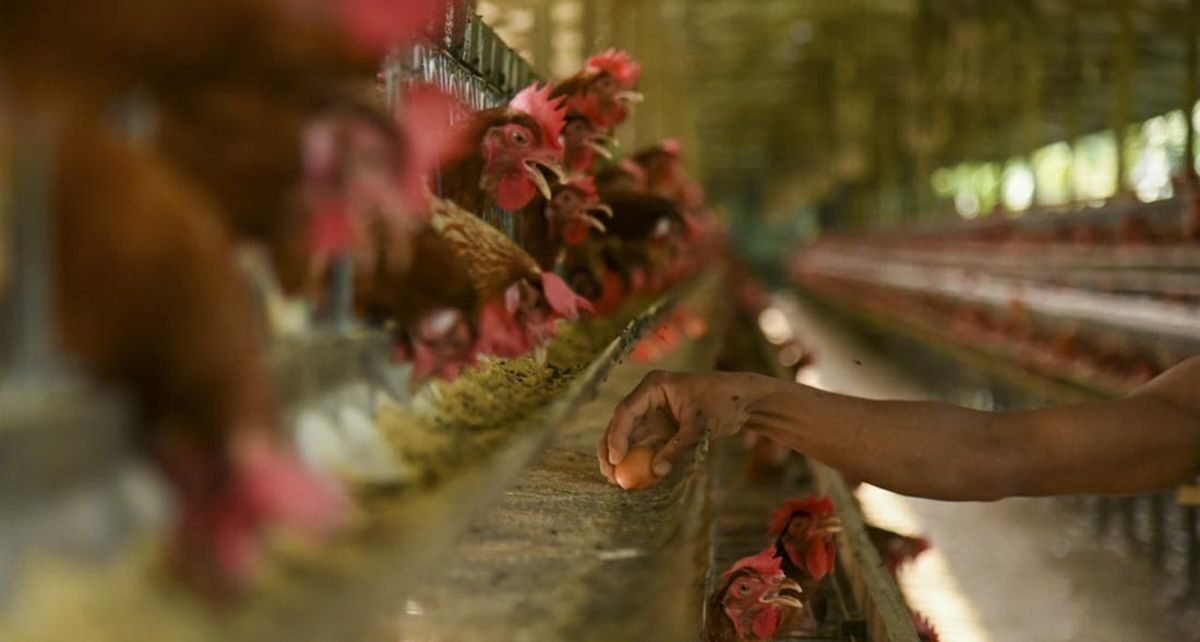 Peternak Mengeluh Rugi Imbas Ayam Tak Terserap Makan Bergizi Gratis