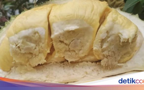 5 Buah Unik Khas Sumatera Utara, Durian Sidikalang hingga Nanas Sipahutar