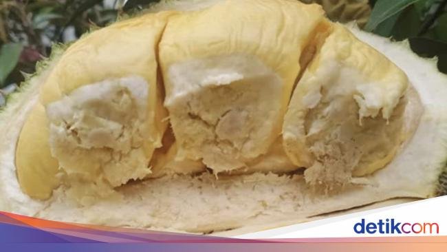 5 Buah Unik Khas Sumatera Utara, Durian Sidikalang hingga Nanas Sipahutar