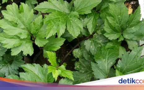 Bapak-bapak! 5 Rempah Ini Bisa Tingkatkan Sperma dan Atasi Disfungsi Ereksi