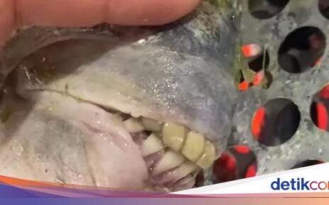 Hiii! Wanita Ini Temukan Ikan dengan Gigi Mirip Manusia