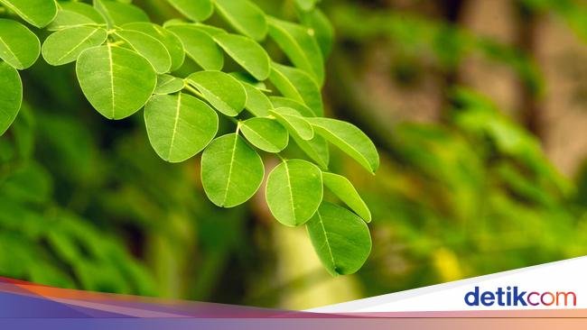 Manfaat Daun Kelor dalam Al-Quran dan Resep Mudah Mengolahnya