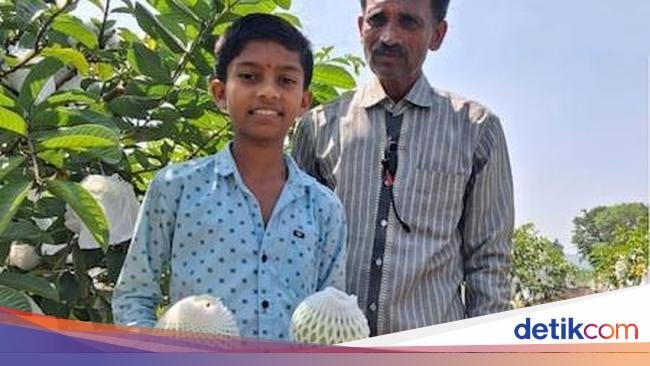 Budidaya Jambu Biji, Petani Ini Raih Omzet Rp 375 Juta Setahun