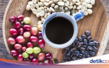 3 Fakta Kopi Todolo, Biji Kopi Tertua Warisan Leluhur Toraja