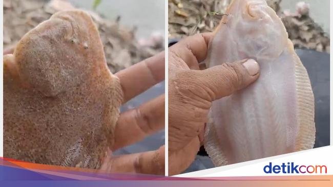 Penjual Es Pakai Banyak Kental Manis dan Uniknya Ikan Bekal Nabi Musa