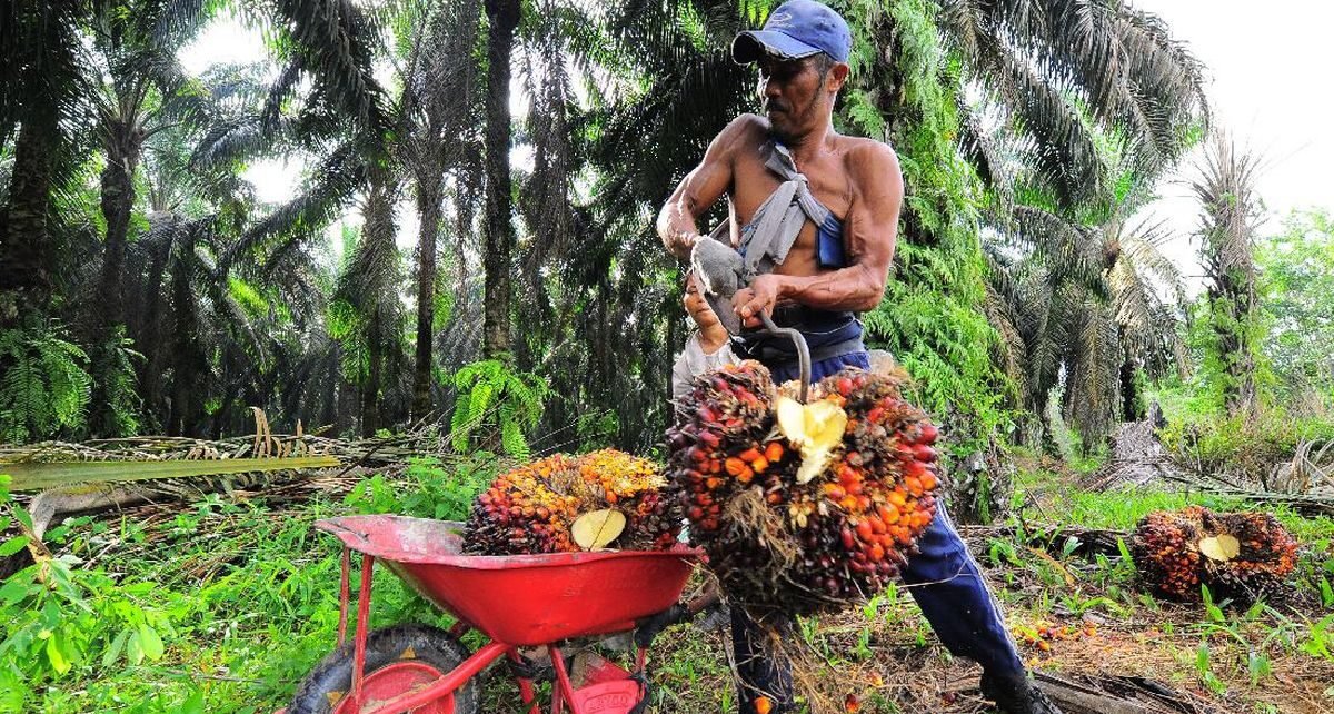 PTPN III Bakal Tambah 59 Ribu Ha Kebun Sawit hingga 2029