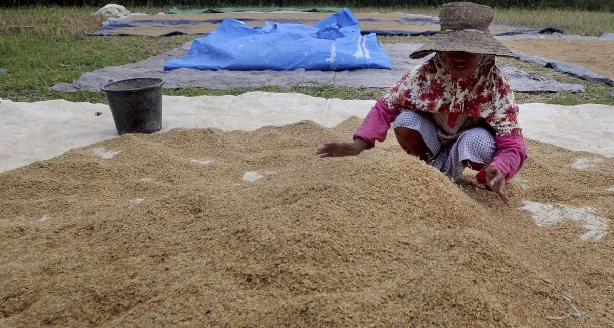 Bulog Kejar Serap Beras Petani di Sulsel 579.938 Ton hingga 30 April