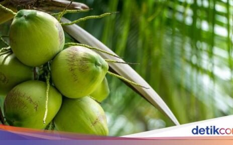 Perhatikan 4 Tips Ini agar Tak Salah Beli Kelapa Muda