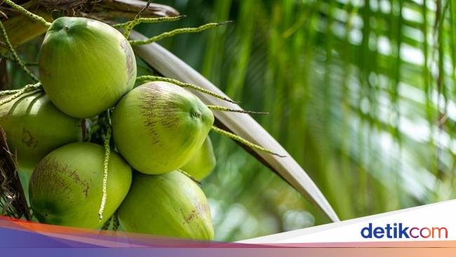 Perhatikan 4 Tips Ini agar Tak Salah Beli Kelapa Muda