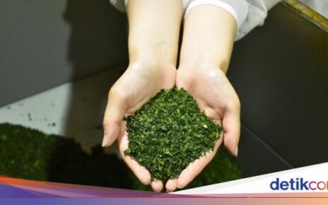 Kacau! Jepang Alami Kelangkaan Matcha, Produsen Bingung