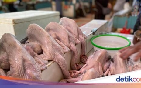 Kenali Perbedaan Ayam Negeri, Ayam Jantan hingga Ayam Kampung