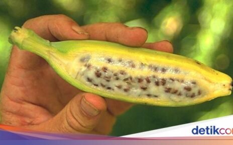 10 Varietas Pisang Unik yang Termasuk Langka di Dunia